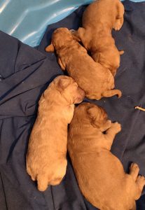 Australian Labradoodle Puppies