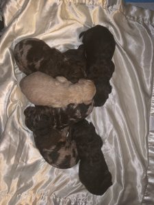 Australian Labradoodle Puppies