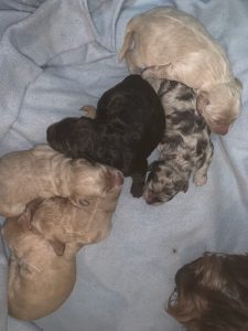 Australian Labradoodle Puppies