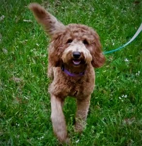 Murphy, Red Australian Labradoodle Sire