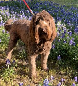 Lillie,Australian Labradoodle Dam