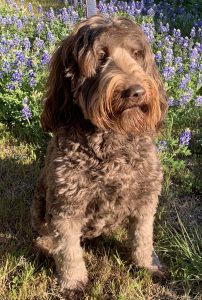 Scout, Australian Labradoodle