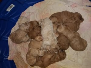 Australian Labradoodle Puppies