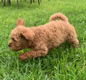 Red, Australian Labradoodle Puppy