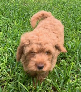 Red, Australian Labradoodle Puppy