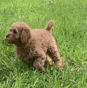 Australian Labradoodle Puppy