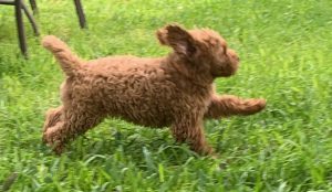 Australian Labradoodle Puppy