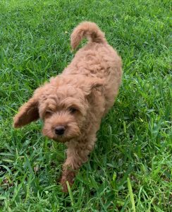 Australian Labradoodle Puppy