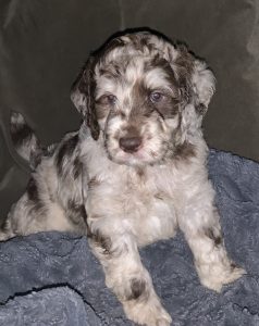 Chocolate Merle, Australian Labradoodle Puppy