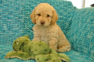 Cream, Australian Labradoodle Puppy