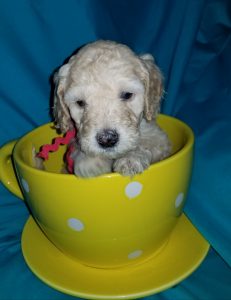 Labradoodle Puppy