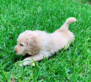 Cream Labradoodle Puppy