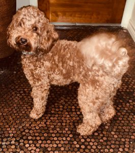 Mini Australian Labradoodle