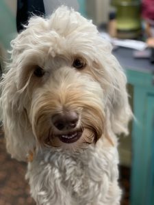 Australian Labradoodle