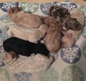 Sadie and Murphy's Litter - 02/2020