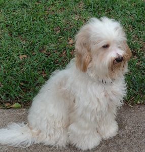 caramel and white Australian, multigenerational sire