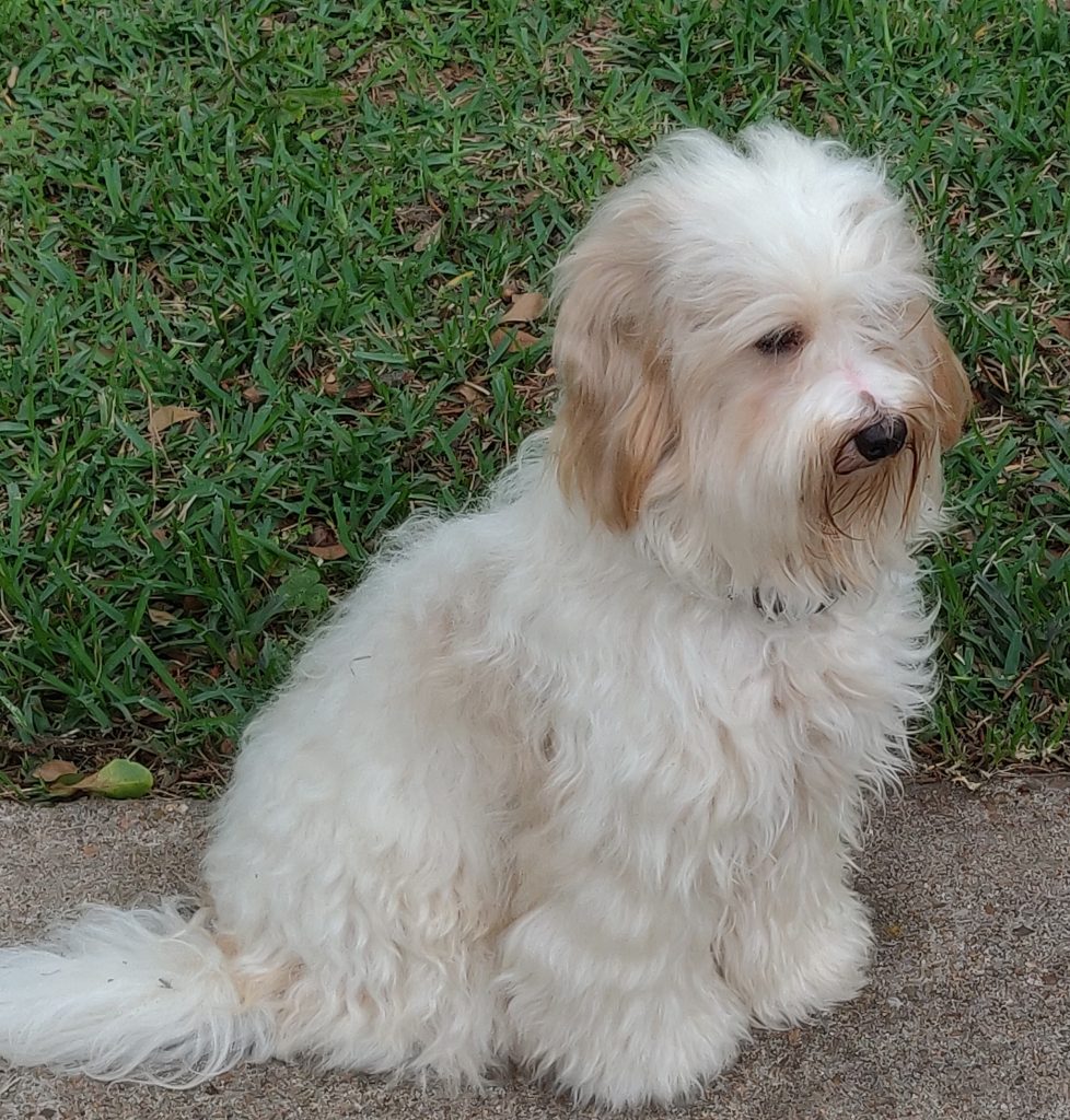 caramel and white Australian, multigenerational sire