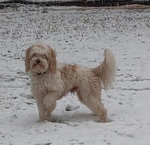 Mini Australian Labradoodle