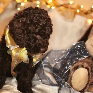 Labradoodle Puppy