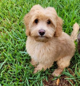 Australian Labradoodle Puppy