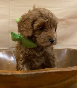 Mini Australian Labradoodle