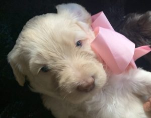 Beautiful white coat Labradoodle puppy from Darcy's litter.