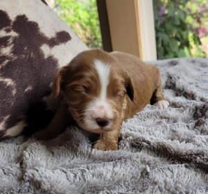 mini Australian Labradoodle puppy