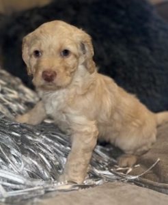 This is DOLLY - Beautiful light coat Labradoodle puppy.