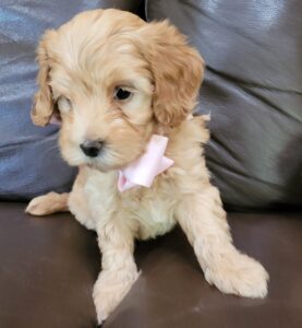 Australian, multigenerational Labradoodle