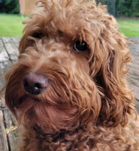 Australian, multigenerational, mini labradoodle