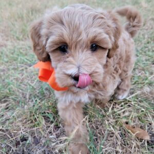 Australian Labradoodle