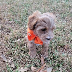 mini Australian Labradoodle