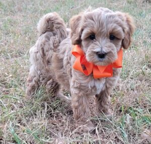 mini Australian Labradoodle