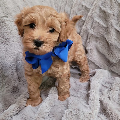 LABRADOODLE PUPPY