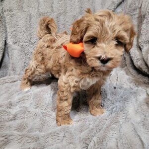 labradoodle puppy