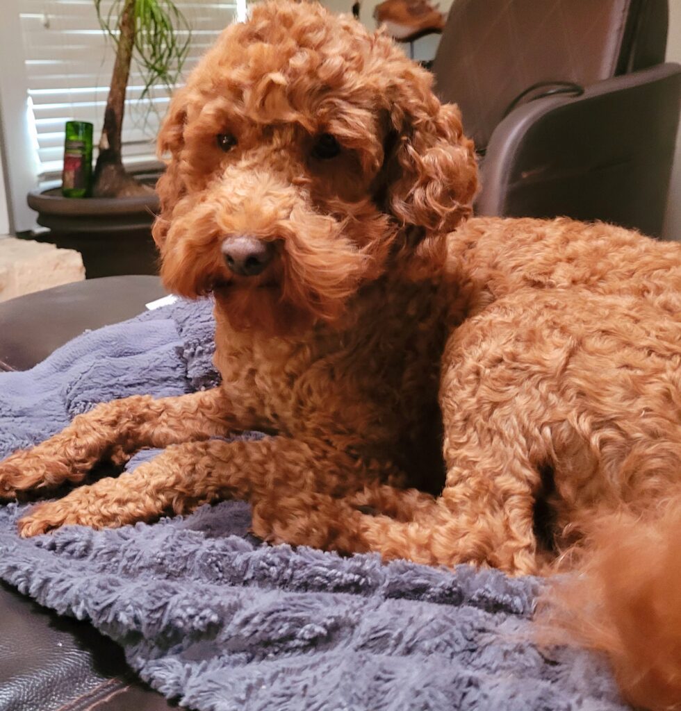 Mini Labradoodle dam. Sweet, laid back mom with a beautiful red coat.