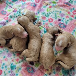 Mini Australian Labradoodle puppies