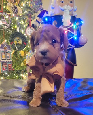 Australian Labradoodle Puppy