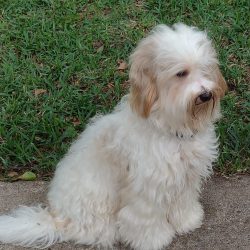 caramel and white Australian, multigenerational sire