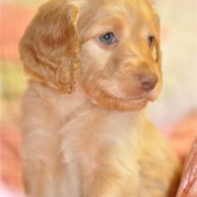 Australian Labradoodle puppies